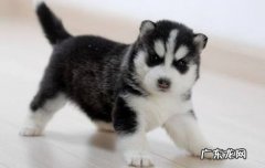 哈士奇是拉雪橇的吗 哈士奇是不是雪橇犬
