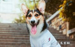 新手适合养柯基犬吗 新手适合养柯基还是柴犬