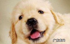 怎么识别金毛犬纯不纯 如何辨别金毛幼犬是否纯正