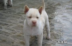 下司犬可以当宠物狗养吗 下司犬适合家养吗