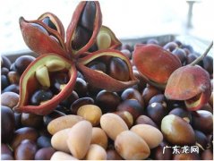 凤眼果皮的功效与作用