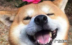 一家人养狗认谁是主人 狗狗把一家人谁当主人