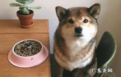 柴犬什么颜色贵 胡麻色柴犬为什么贵