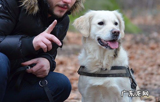 怎么给狗办理工作犬证 怎么给狗办工作犬证