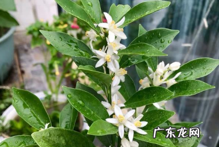 2021年家里放什么花好 2022年家里摆什么花招好运