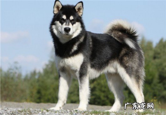 阿拉斯加犬寿命一般多少年 阿拉斯加寿命是多少年