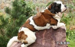 养圣伯纳犬的血泪史 圣伯纳犬能活多久