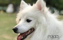 银狐一般能活多久 银狐犬能活多少年
