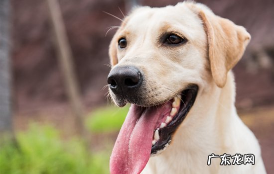 拉布拉多可以活到多少岁 拉布拉多能活几年