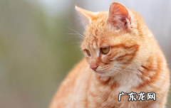 怎样让猫不抓沙发 怎么教育猫咪不抓沙发