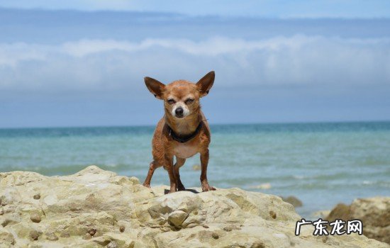 狗狗去海边吃沙子怎么办 狗狗去海边的注意什么