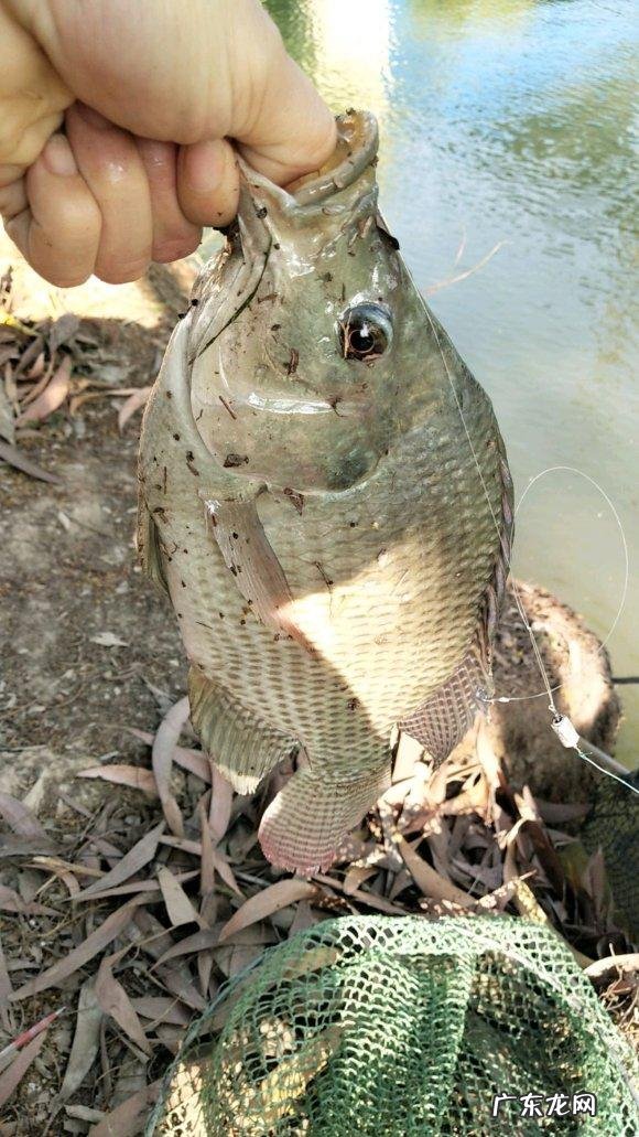 黄长脚蜂在我家阳台筑巢了