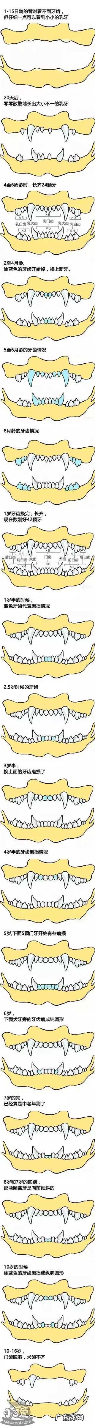 怎么看狗的牙齿知道年龄? 怎么从狗狗牙齿看年龄