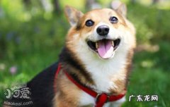 为什么我改变了对宠物绝育的看法 为什么大多数人让宠物绝育