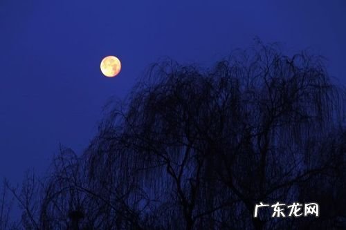 茶凉言尽月上柳梢表达什么