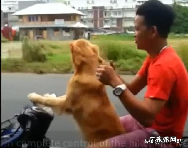 狗狗骑车的视频 朋友发了一个视频,视频中显示狗骑车带人,狗真会骑摩托车吗