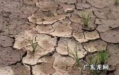 土壤板结怎么快速弄松 怎样让板结的土壤变松软