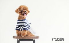 喜欢狗狗的男人性格 养狗的品种看男人性格