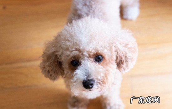 幼犬害怕的表现 小狗狗害怕的表现