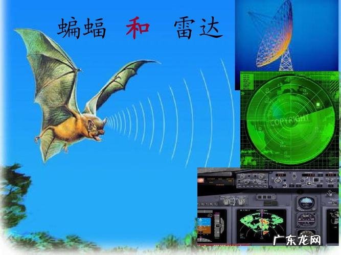 蝙蝠的嘴相当于雷达的什么耳朵相当于雷达的什么
