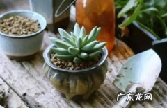 多肉化水怎么救 多肉化水还有救吗