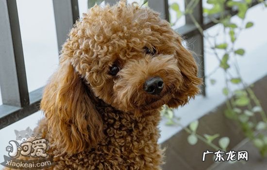 母泰迪好不好养 养母泰迪的好处