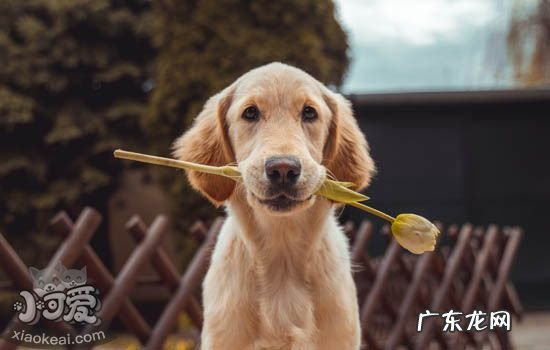 家里的狗狗总是要翻垃圾桶怎么办 狗狗喜欢翻垃圾桶,竟然是因为这些不为人知的秘密