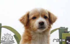 狗为什么要吃自己的大便 狗为什么吃自己的便便