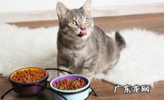 没有猫粮可以给猫吃什么 没有猫粮可以给猫咪喂什么