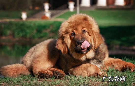 藏獒怕什么东西 藏獒怕什么