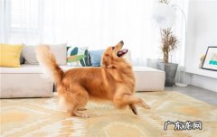狗狗牵引绳怎么套 使用 狗狗牵引绳怎么套