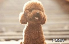 贵宾犬有尾巴吗 贵宾犬为什么要断尾巴