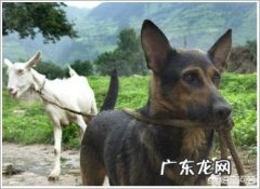 为什么现在那么多人在家里养狗 农村人差不多家家都养狗，你知道为什么吗