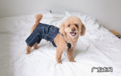 贵宾犬是哪个国家的国犬 贵宾犬是哪个国家的