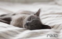 猫鼻支能根治吗 赖氨酸能治猫鼻支吗