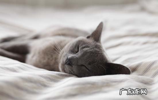猫鼻支能根治吗 赖氨酸能治猫鼻支吗