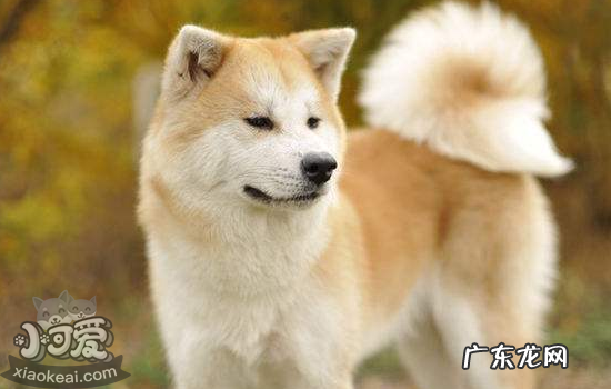 秋田犬好养吗 听话吗 秋田犬好养吗