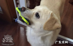 狗狗不喜欢玩具怎么跟他玩 怎么让狗喜欢玩具