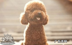 比熊属于贵宾犬吗 比熊和贵宾的区别