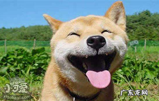 柴犬舌头有黑斑怎么回事 柴犬舌头有黑斑