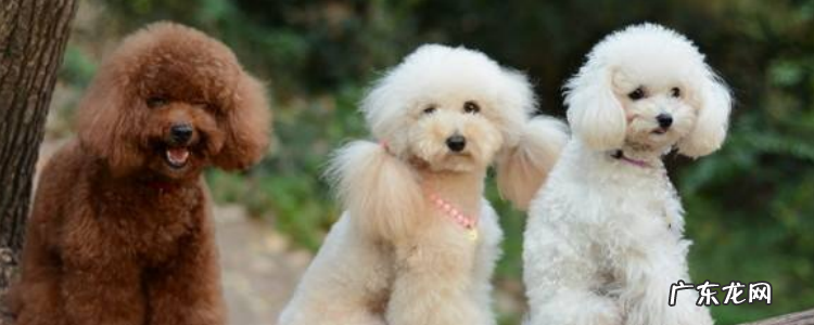 贵宾犬平均寿命 贵宾犬的寿命有多久
