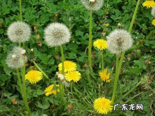蒲公英是不是花