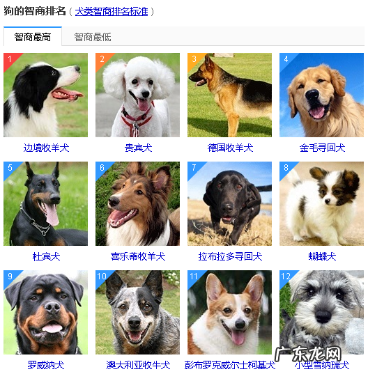狗狗智商排名前100名 狗狗智商排名前50