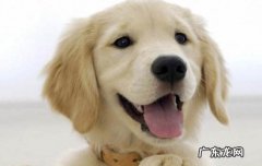 博美犬缺点的脚有黑色东西 博美犬缺点