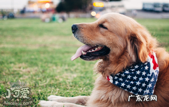 狗为什么对人类忠诚是因为它傻吗? 狗为什么对人类忠诚