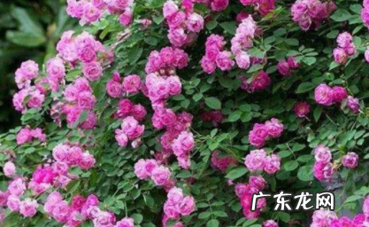 四季春花怎么养 四季春花可以在卧室养吗