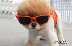 博美狗狗的寿命一般是几年 博美犬寿命一般多少年
