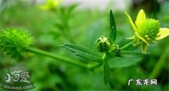 宠物狗的危害 对狗有危害的植物有哪些