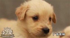 如何选金毛幼犬 怎么选金毛幼犬