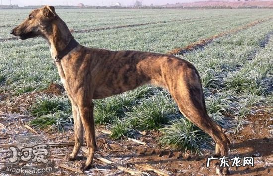 格力犬怎么调理跑得快 格力犬每天怎么溜